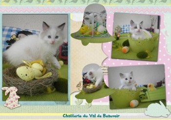 Pâques 2016 - chatons - Chatterie Ragdolls du Val de Beauvoir